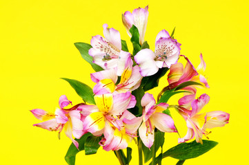 Fototapeta na wymiar Floral Arrangement