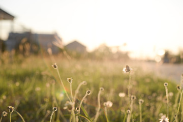 Grass flower with sunset