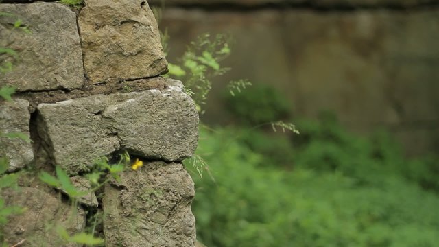 Steinmauer im Wald