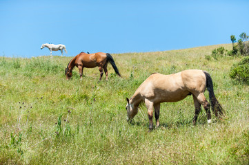 Three horses eating on hillside field