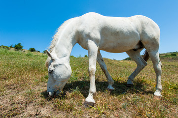 Naklejka na ściany i meble White horse on hillside field eating grass