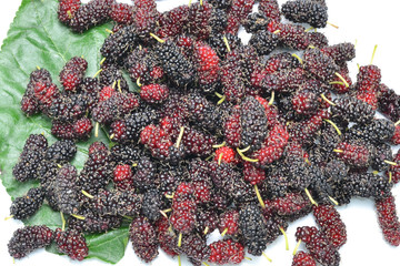 mulberry
