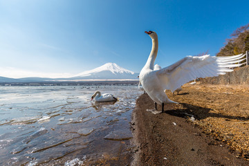Mountain Fuji Yamanaka and Goose