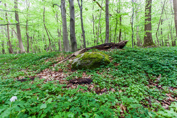 Gespensterwald Nienhagen