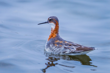  Red-necked Phalarope (Phalaropus lobatus) swimming