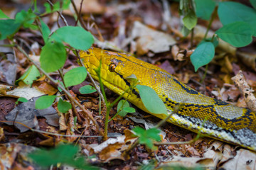  Reticulated python (Python reticulatus) head in nature