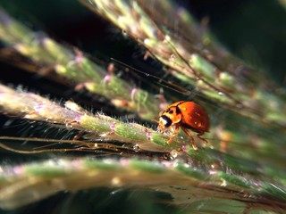 ladybug