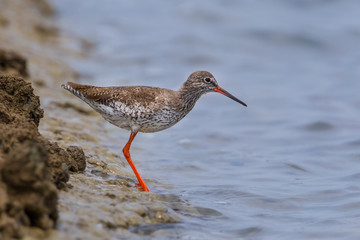 Common redshank or simply redshank (Tringa totanus)