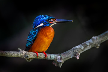 Close up  male Blue-eared kingfisher (Alcedo meninting) 