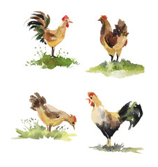 set of chicken and rooster watercolor