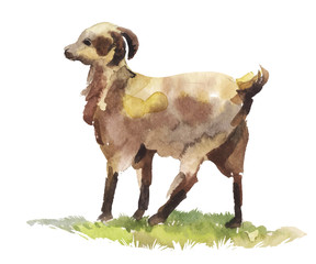 watercolor goat in profile