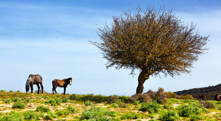 Naklejka na ściany i meble Sardinian Wild Horses