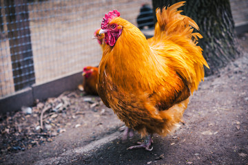 Portrait of a red chicken