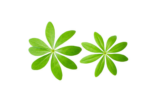 Makro von Waldmeister Bl&auml;ttern vor wei&szlig;em Hintergrund