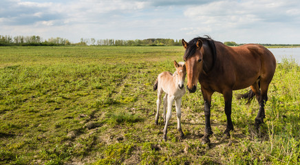 Mare and her foal posing for the portrait