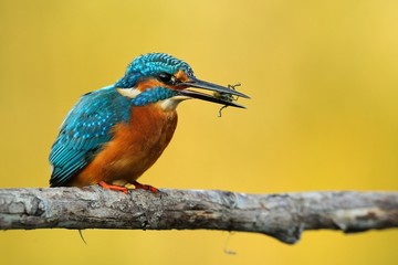 Kingfisher in yellow