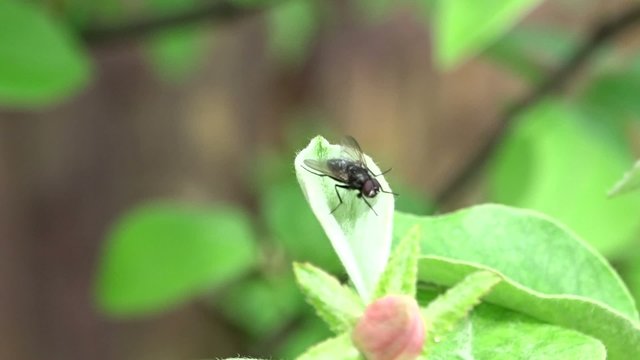 Fly on a quince flower 