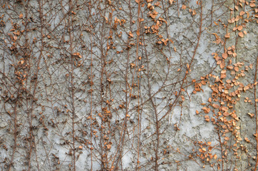 Obraz premium Dry creeper plant on white concrete wall