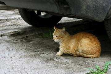 Red cat