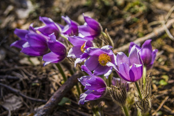 blooming purple primroses sleep-grass in the forest in May