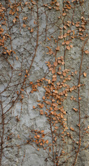 Dry creeper plant on white concrete wall
