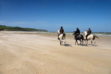 chevaux dans la tempête