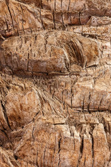 Palm tree background texture 