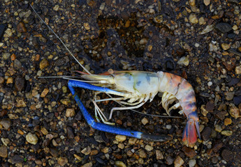 Shrimp on the ground