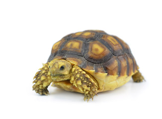 turtle isolated on white background