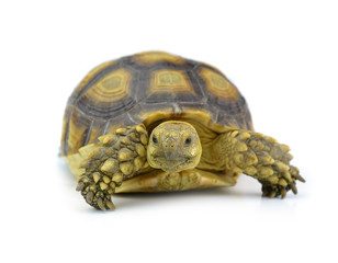 Obraz premium turtle isolated on white background