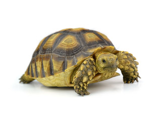 turtle isolated on white background