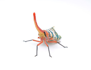 Lanternflies, FULGORID PLANTHOPPERS ,Lantern Bugs isolated on wh