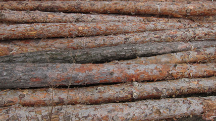 Felled pine trees