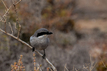 Adult Kentish Plover Water Bird