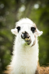 Lustiges Lama zeigt Zähne © Countrypixel