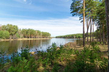 летний пейзаж с видом на реку и сосновый лес