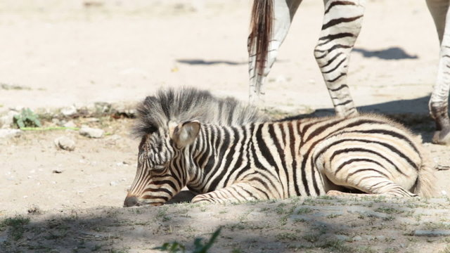 Small zebra sleeping with mother