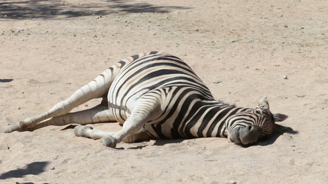 Zebra laid down on the floor