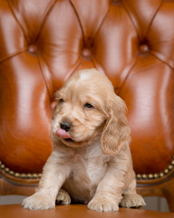 Cocker Spaniel Puppy