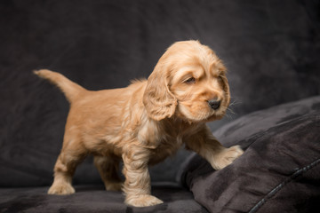 Cocker Spaniel Puppy
