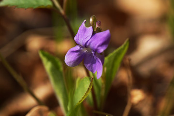 Blue wild flower