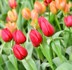 Fototapeta premium red tulips