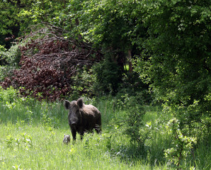 wild boar and pig in forest