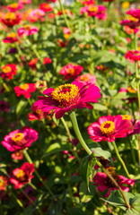 Obraz premium Pink zinnia