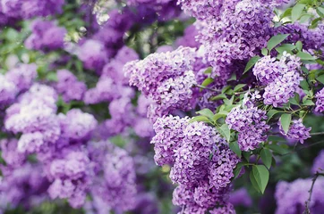 Foto op Canvas Spring lilac flowers © Roxana