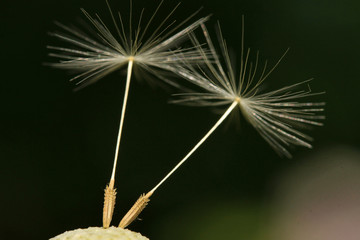 Detail of the Dandelion 