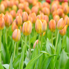 orange tulips