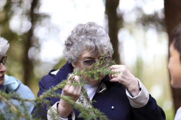Elderly lady smells the pine needles - shallow depth of field