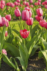 Pink beautiful tulips