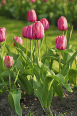 Pink beautiful tulips